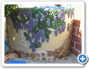 Wisteria
